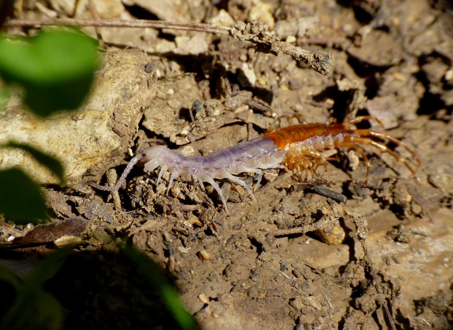 Eupolybothrus sp. in muta
